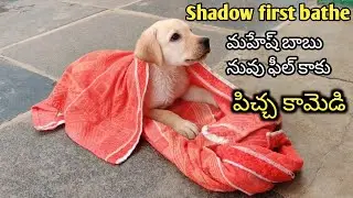 Little Labrador puppy first bathe | Shadow | funny talking lab | funny dog videos 🤣🤣