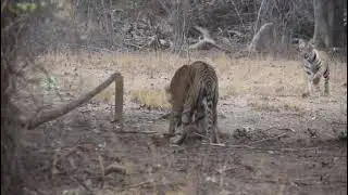 Tiger kill deer 😱😱😱😱live kill 