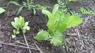 Companion Planting: Lettuce and Carrots
