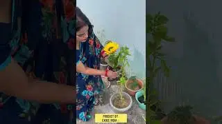 SOLAR SUNFLOWER LIGHT❤️🌻.           For your diwali decoration and home garden ❤️Like , Comment