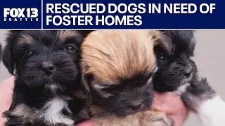 Homes needed for 32 rescued dogs in Pierce County, WA | FOX 13 Seattle