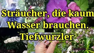 Str&auml;ucher die kaum Wasser brauchen und tief wurzeln. Im Garten