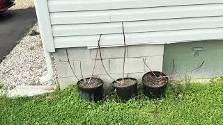 Unprotected Potted Sunrise Variety tree survives the coldest winters we have had in a while.