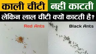 Why do Red ant's bite but Black ants do not ?