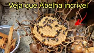 MIRIM GUA&Ccedil;U PRETA-NOVA ESP&Eacute;CIE no MELIPON&Aacute;RIO SILVA (Essa abelha &eacute; show)