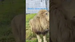 Lion sanctuary feeding time🇿🇦#bucketlist #lions#travel #travelvlog #zulu #southafrica #animals