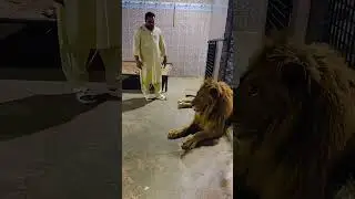 Taming a lion in India