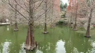 苗栗三灣落羽松秘境