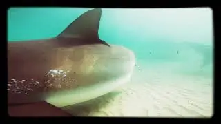SharkStream 05.01.2021