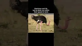 Ostrich facts #shorts #ostrich #facts #ostrichfacts