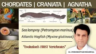 Jawless Vertebrates Explained : Sea Lampreys & Hagfishes | Agnatha for UPSC