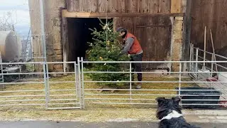 Ein Stall voll Weihnachten. Tiere, Arbeit und Kerzenschein Vlog Dezember 