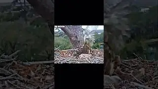 Owl vs peregrine Falcon #trending #wildlife #birds #owl #falcon #shortvideo #shorts