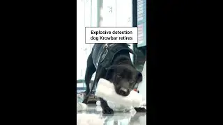 Explosive detection dog Krowbar retires