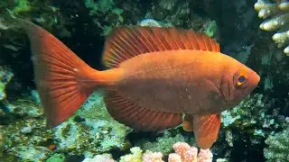 Cold-eyed Goggle Eye (Priacanthus hamrur) Moontail bullseye, Lunar-tailed bigeye hiding under corals