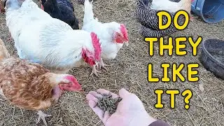 Making Your Own Chicken Feed Pellets,  Do They Like Them?