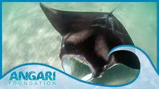 The Making of Skye | The world's most accurate 3D model of a manta ray!