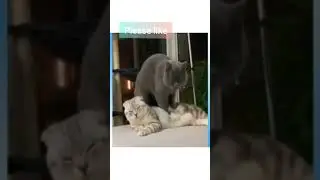 Boss Cat being massaged | Boom Shaka Lak Apache Indian #shorts
