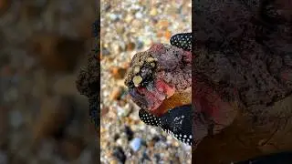 searching for unique natural stones and gemstones at gold mining sites #gemstones #agate #diamond