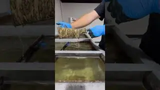 Hydro dipping a shotgun stock #hydrodip #satisfying #guns #custom