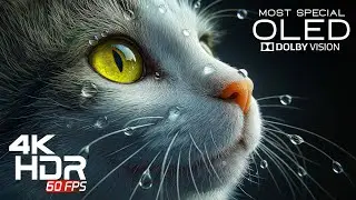 King of 4K Video ULTRA HD OLED Test | 4K HDR 60FPS | Dolby Vision
