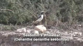 Birds of Morocco - Redstarts, Wheatears and Thrushes