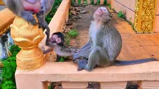 OMG! Baby Monkey Cries for Mom as Chago Kidnaps Him and Runs Away!
