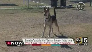 Last dog over holiday weekend deal at AZ Humane Society adopted