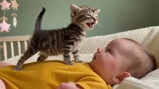 When Curious Kittens Meet Babies 😂🐱 | Adorable Chaos Moments