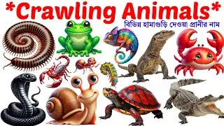 Crawling Animals​🐍| Name of Animals |English Vocabulary Learning Video for Toddlers and Preschoolers