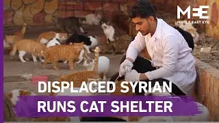 Syrian veterinarian runs feline shelter for Idlib’s hungry cats