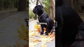 Training a Cane Corso: The Basics & Why It Matters! 🛡️🐶 | #DailyK9 #CaneCorso #DogTraining