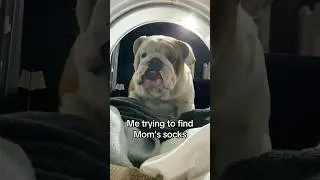 The Sock Detective 🕵️&zwj;♂️🧦 #shorts #englishbulldog #funnydogs #puppy #bulldog #dog #funny #short