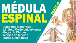 M&Eacute;DULA ESPINAL (PARTE 1) | ANATOM&Iacute;A
