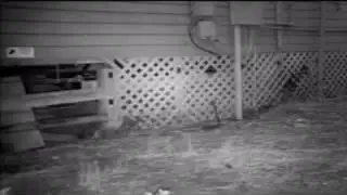 Bear Proofing by Ron Wolfe - before