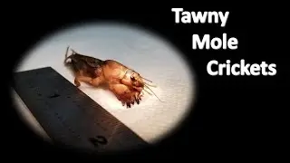 Sights and Sounds of the Tawny Mole Cricket