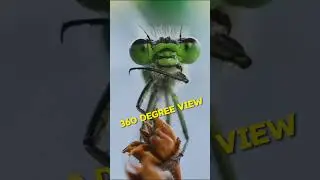 Rare close-up of a damselfly