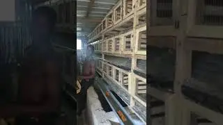 Capacity for rabbit. #english #westafrica #sierraleone #food #america #farming #nigeria #rabbit