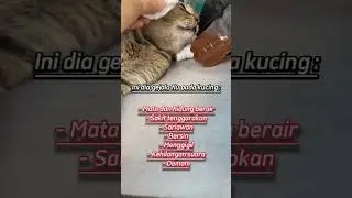 Flu menyerang kucing kamu? Awas bahaya!😭#vitaminkucing #kucingsakit #kucingbarbar #kucingmati