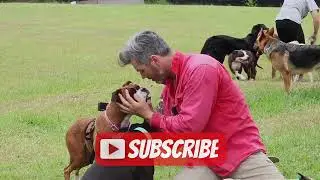 Hope The Boxer's Morning Routine