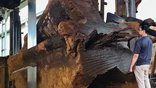 CHARACTERISTICS OF ANCIENT WOOD STUMPS OBSERVED BY FOREIGN COLLECTORS - sawmill
