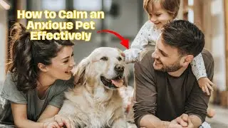 Calming Techniques Every Pet Owner Should Know