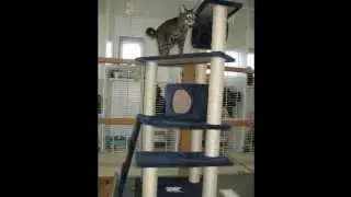 Calico Hills Kitty Lodge