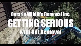 Bat Removal From High Up Places - Safety is a Priority