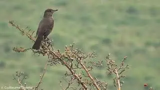 Great Shrike-Tyrant (Agriornis lividus) | Mero grande | Canal El Carmen, Huechuraba (CHILE) (5)