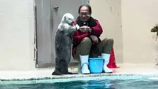 たっぷり30分。2024最新ラッコのお食事タイム　鳥羽水族館　A full 30 minutes.2024 latest sea otter feeding time at Toba Aquarium