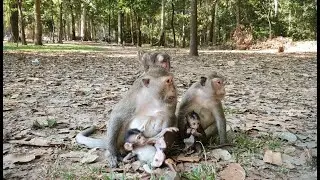 Mama and babies in Amber troop relaxing time