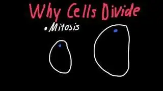 Why Cells Divide