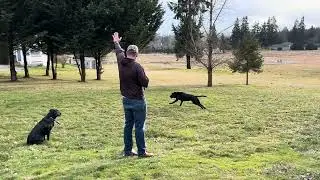 3 hand cast.  The most fun your dog will have on handeling