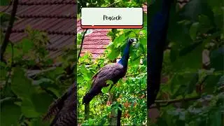Royal visit 🦚❤️ #peacock #shortsfeed #shorts #birds #birdwatching #bird